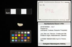 Foto (Objekt + Etiketten) von Prosopon sp. 